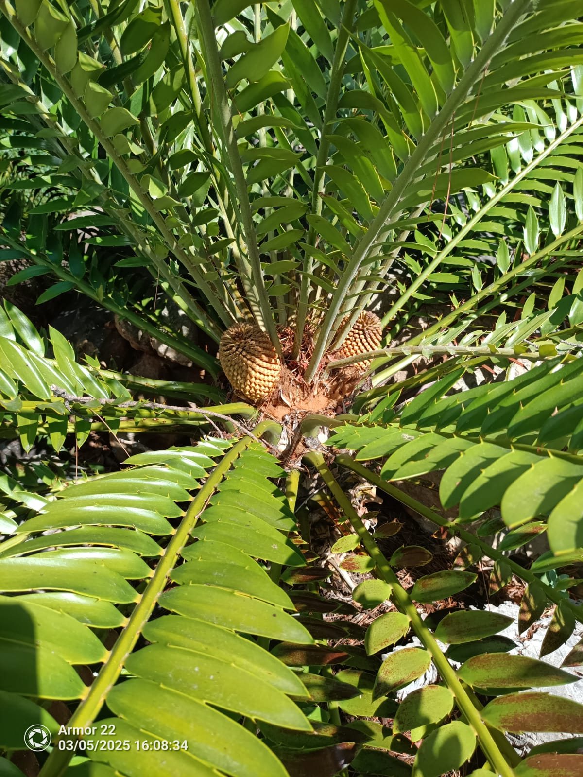 An indigenous South African cycad (Encephalartos) with ripening cones