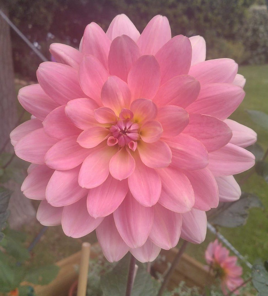 A soft-pink dahlia in full bloom