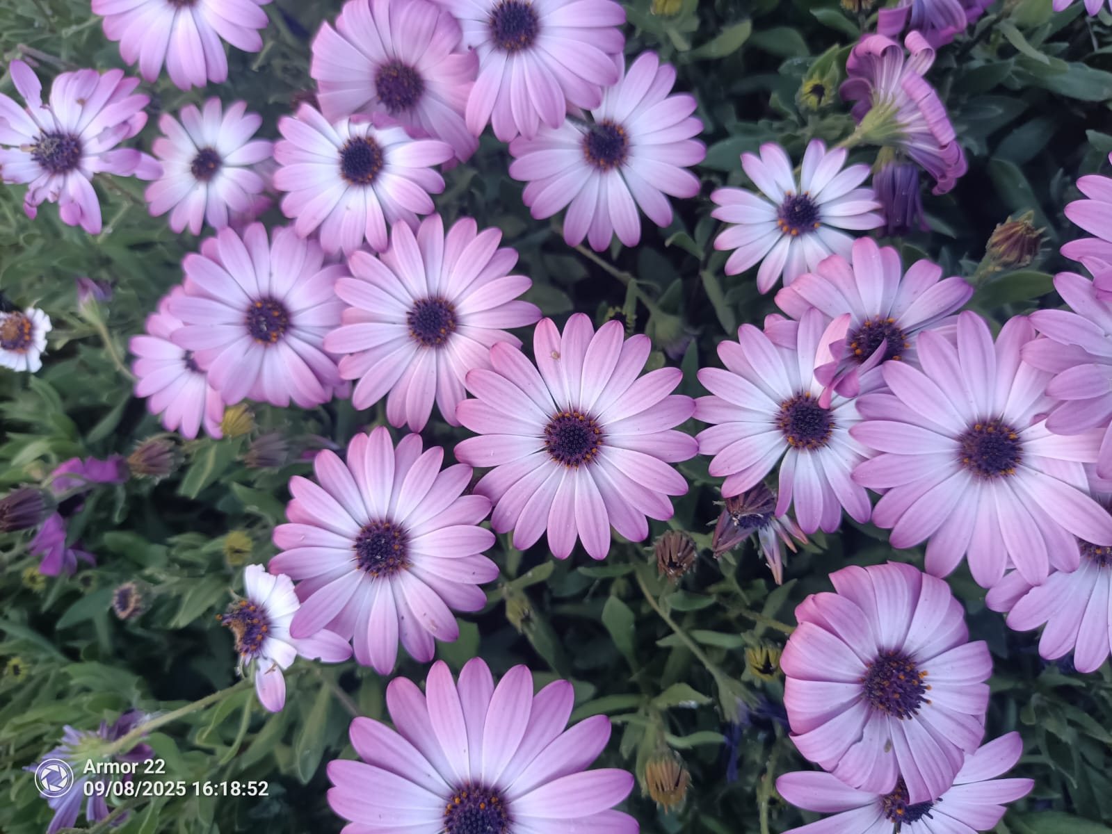 A carpet of pink and mauve African daisies (Osteospermum) in bloom