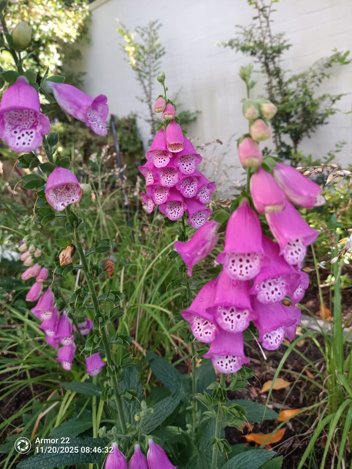 Pink foxgloves (Digitalis) in full flower in an established Cape Town garden bed