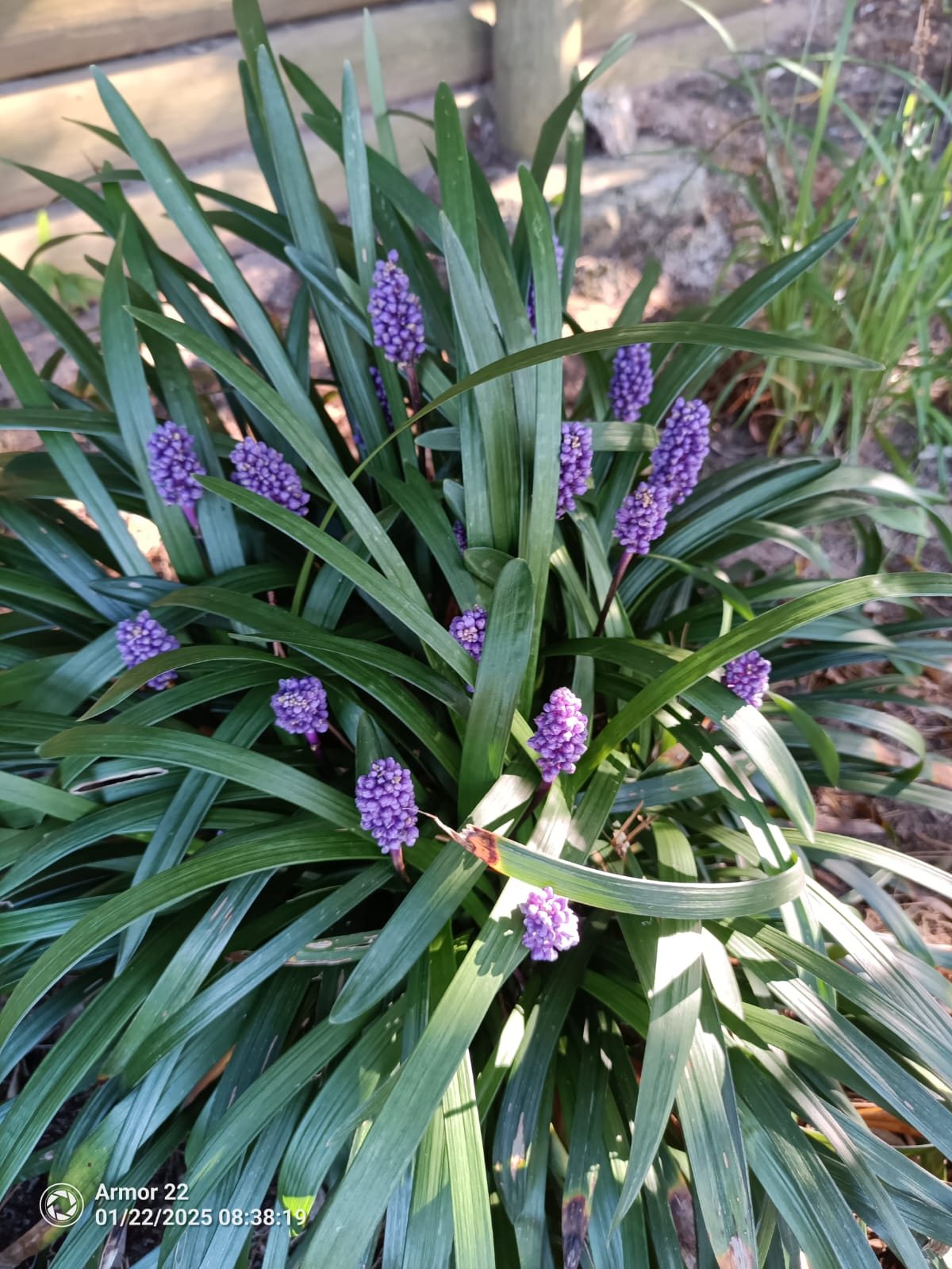 Purple liriope (lilyturf) flower spikes among strappy green foliage
