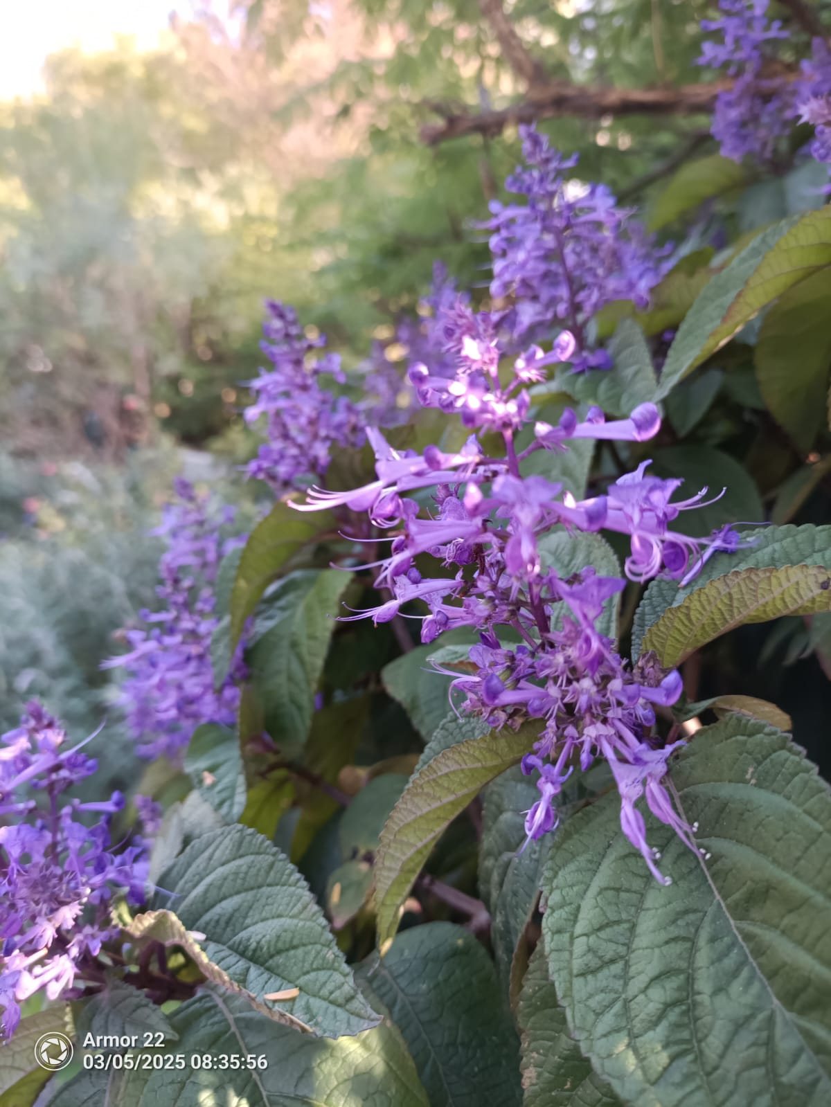 Purple plectranthus (spurflower) in bloom in a shaded garden bed