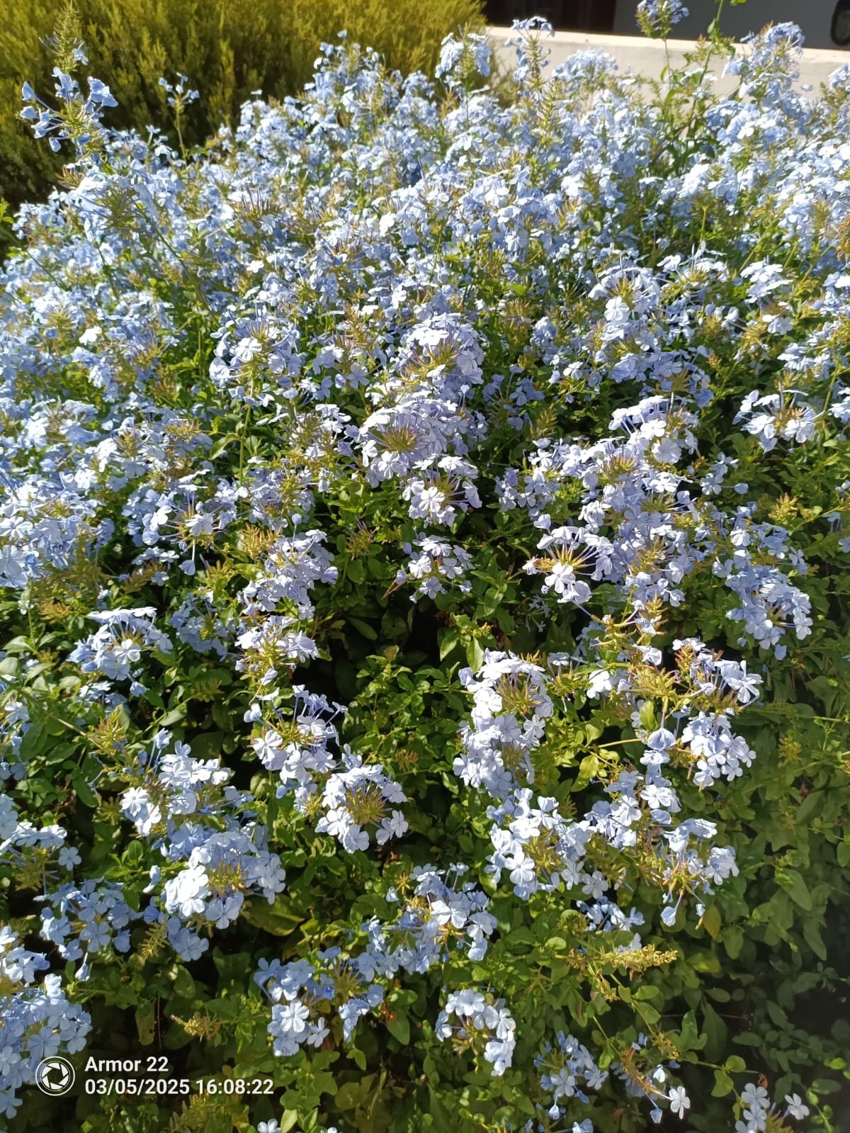 Sky-blue plumbago (Cape leadwort) in full flower along a garden bed