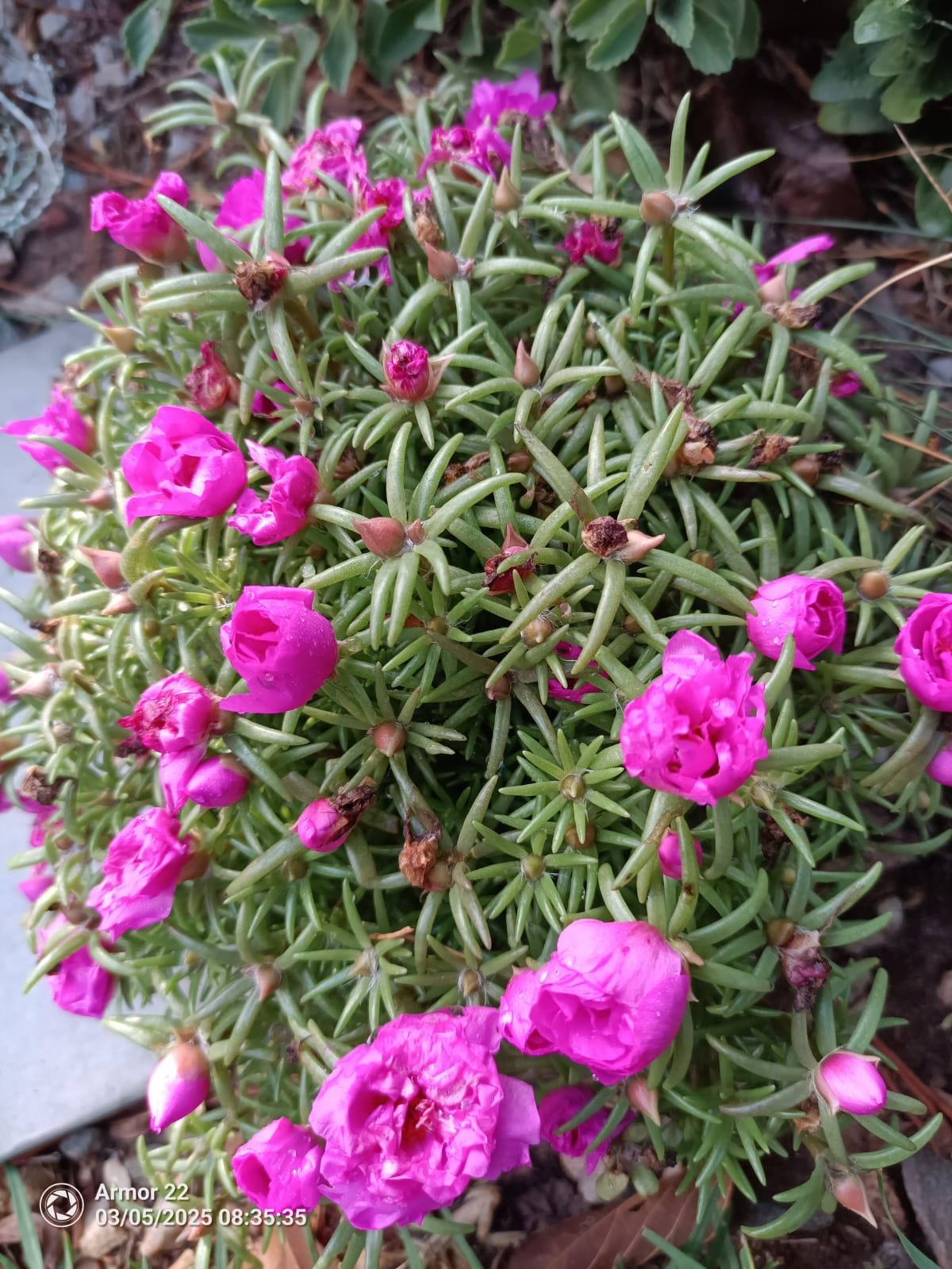Bright magenta portulaca (moss rose) flowering in a succulent bed