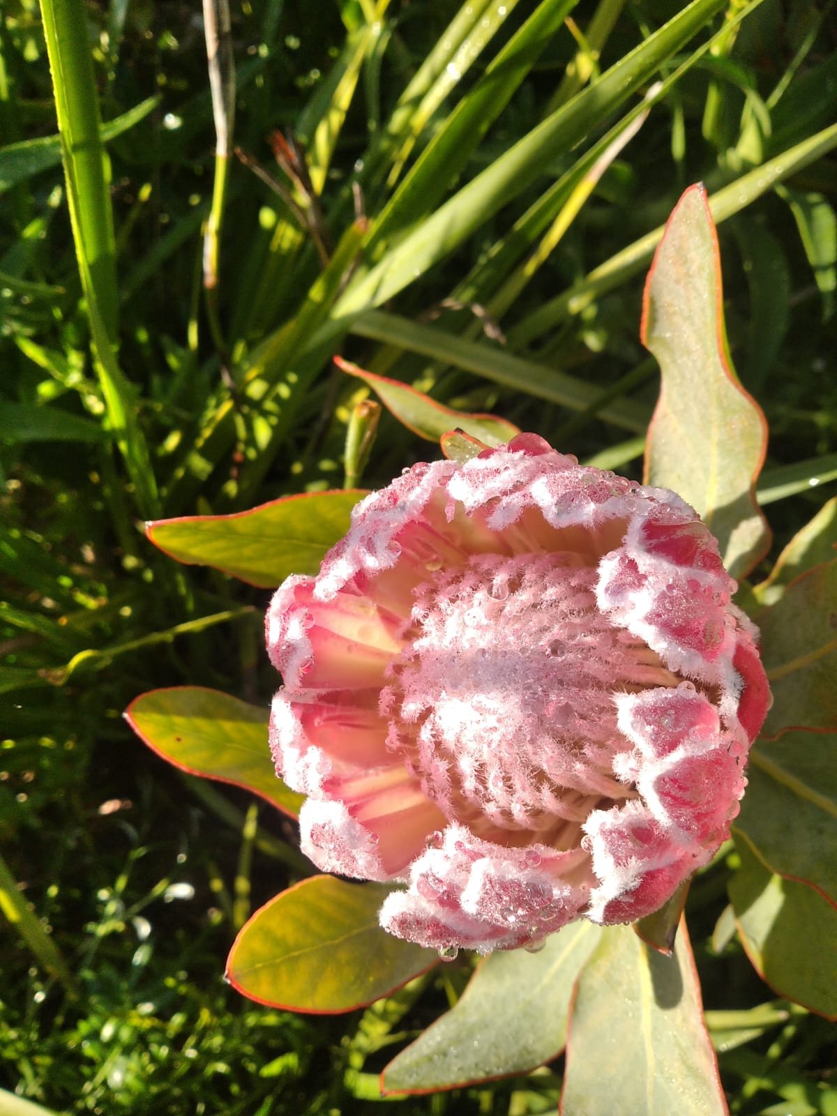A dew-covered pink king protea opening in an established fynbos garden