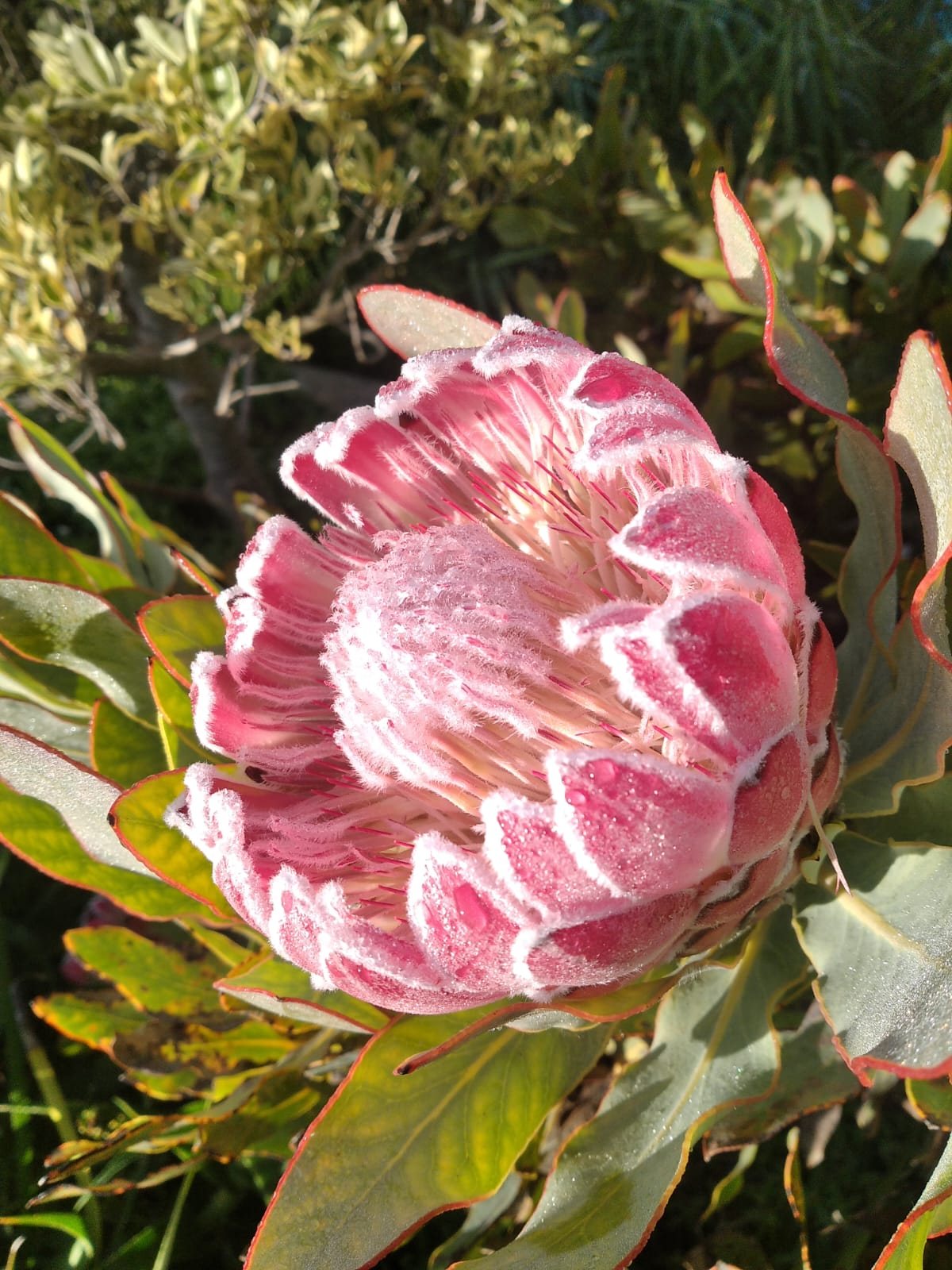 Close-up of a pink king protea in full bloom, an indigenous Cape fynbos flower, in an established Rock House Gardens garden