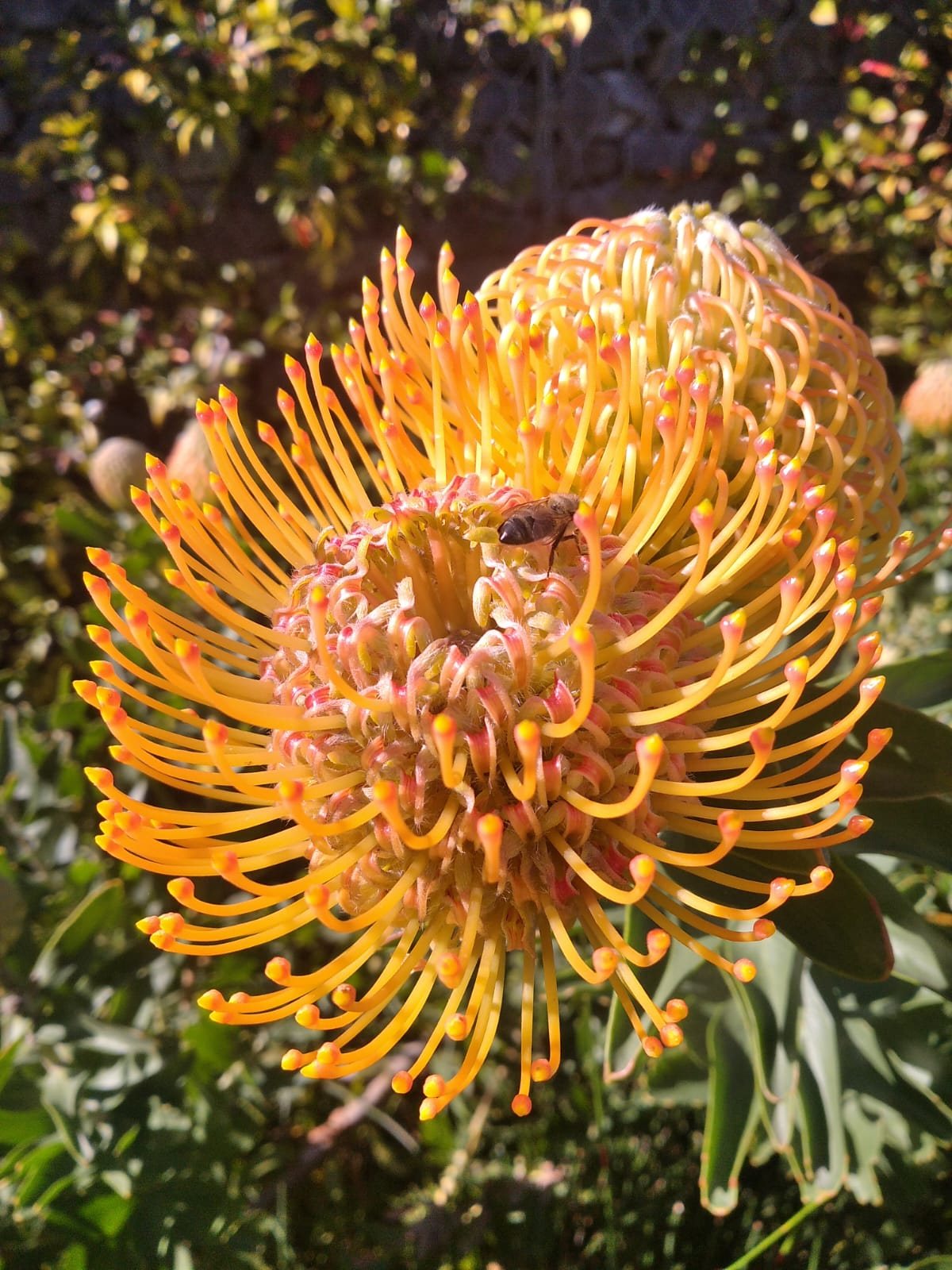Orange pincushion protea (Leucospermum) in full bloom with a honey bee — indigenous Cape fynbos