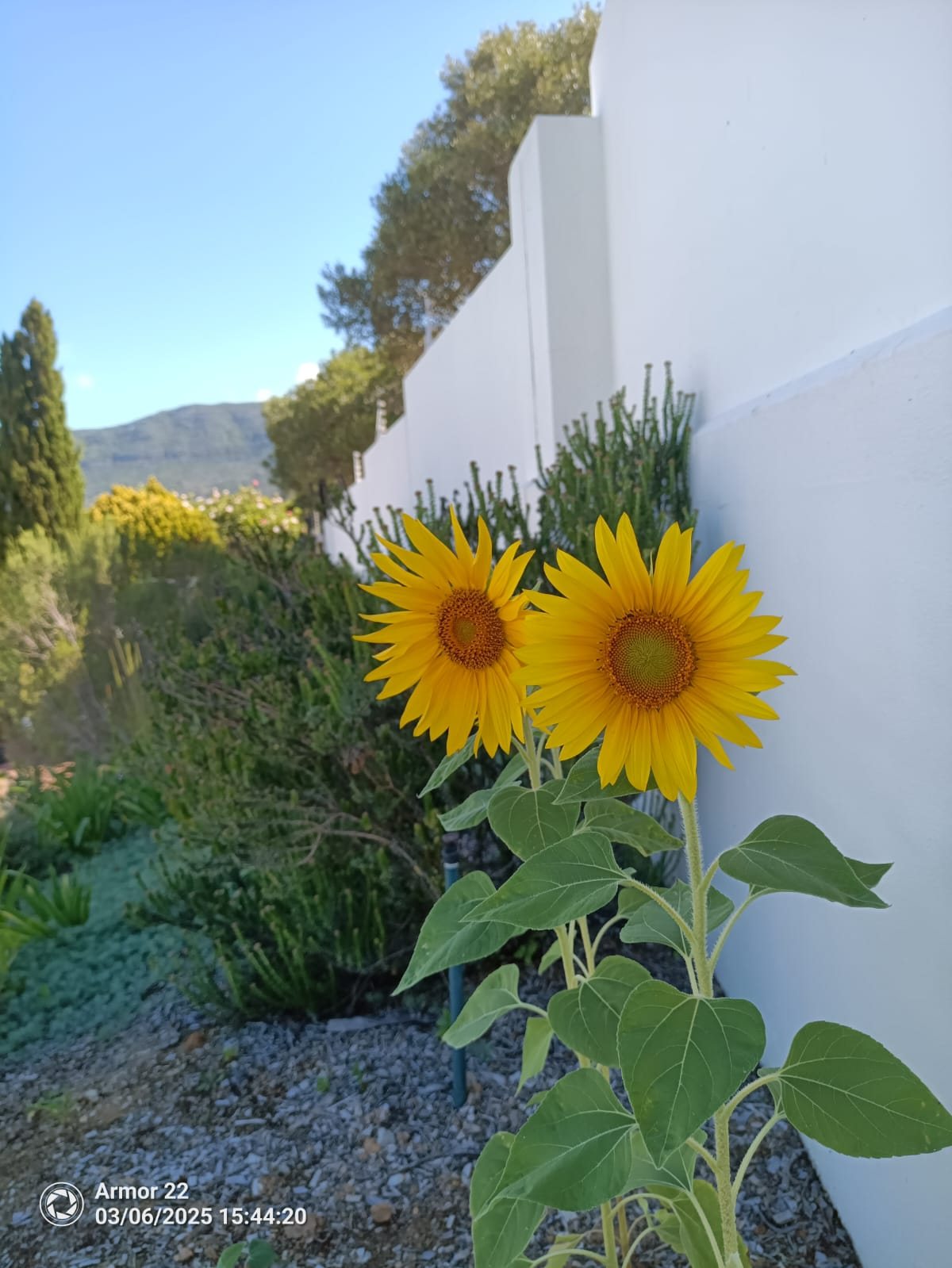 Two sunflowers against a whitewashed garden wall with a mountain view beyond